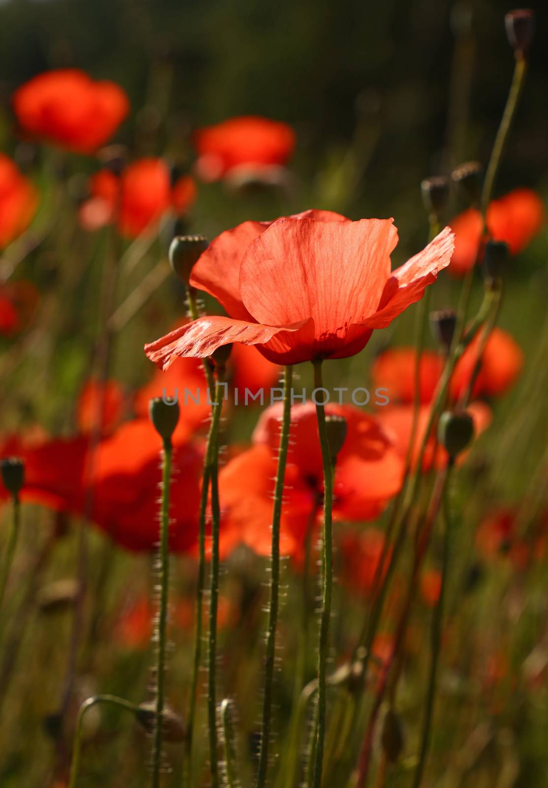 Close up backlit red poppy flowers in green field, low angle side view