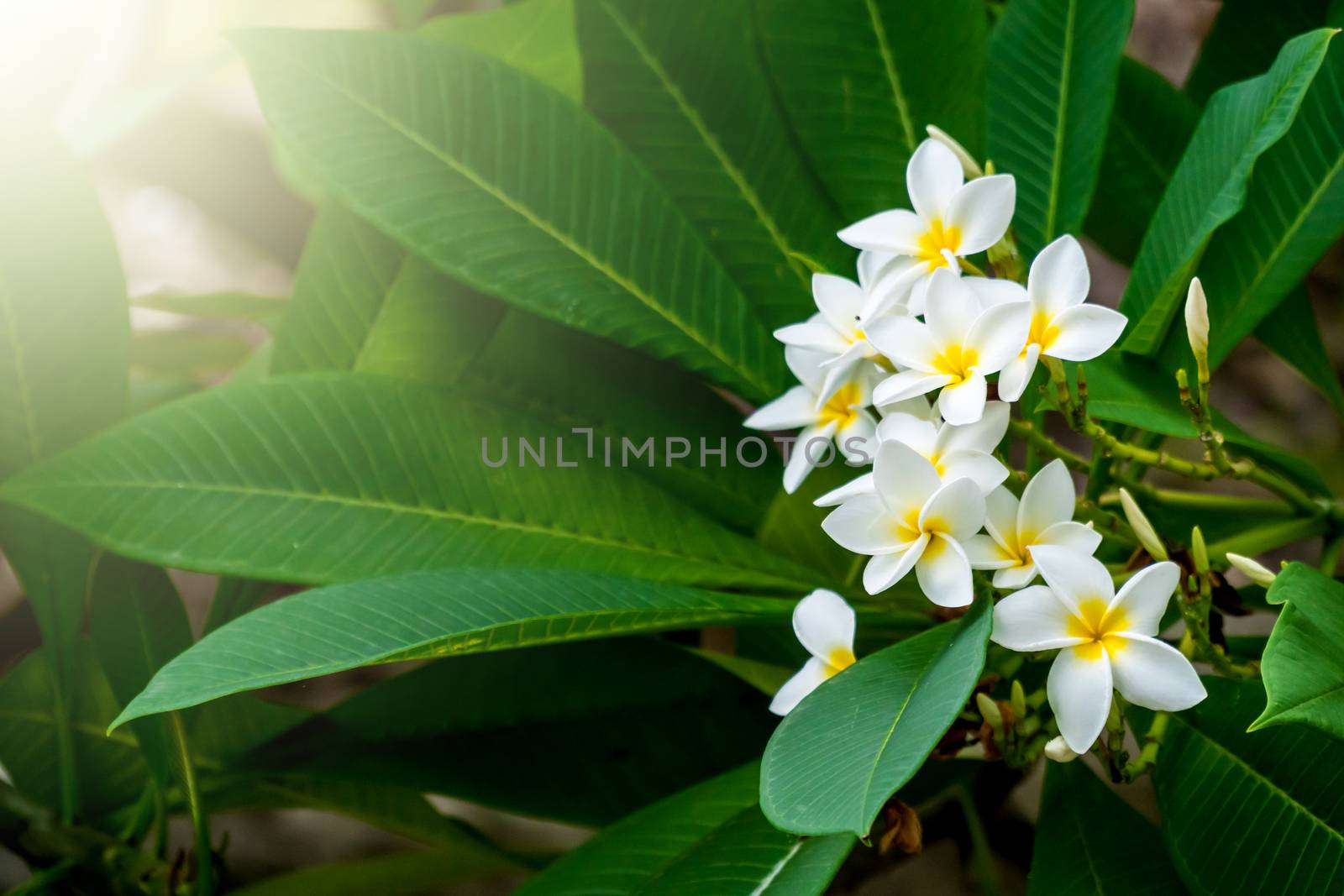 plumeria flower by somesense