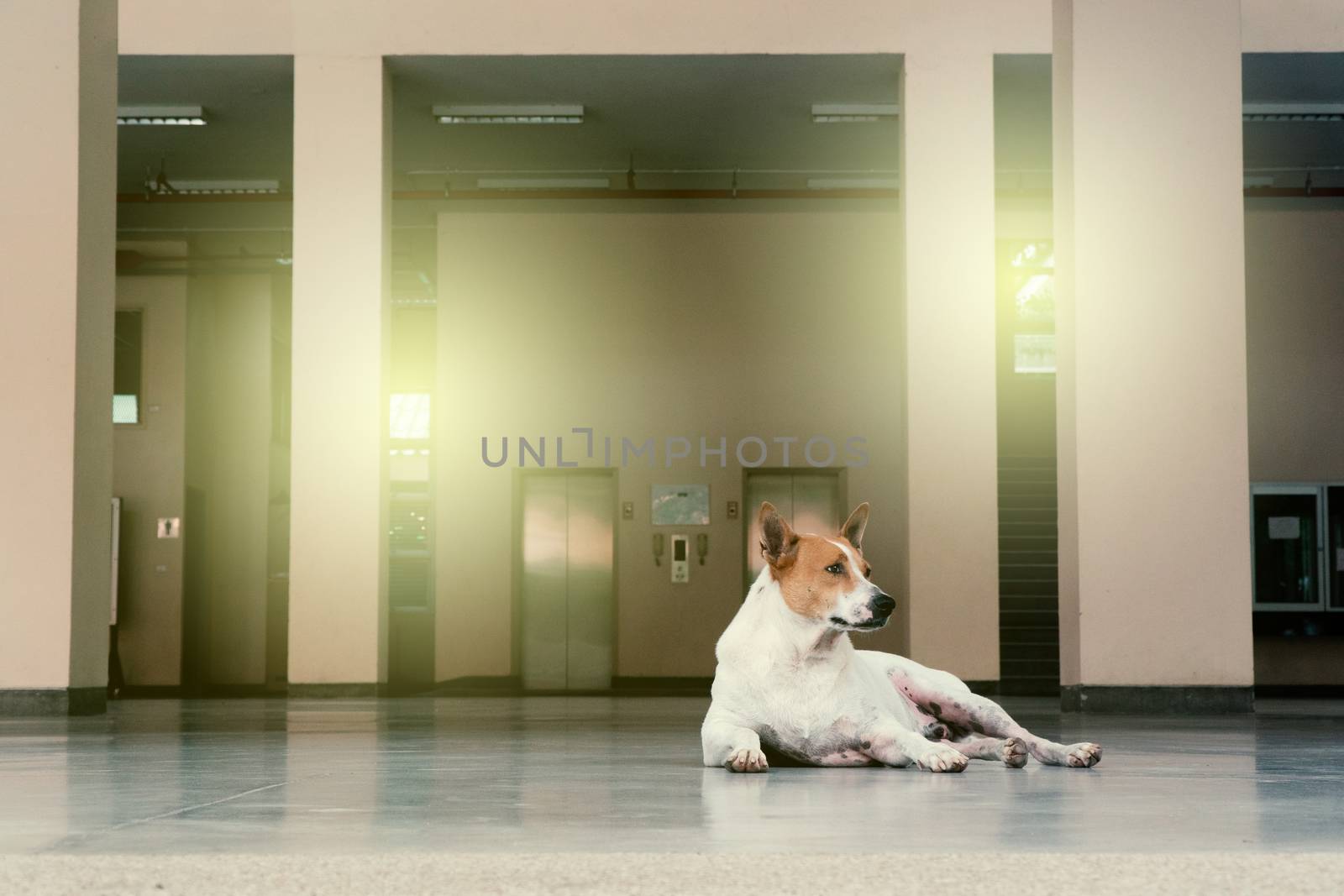 white-brown stray dog laying in the building