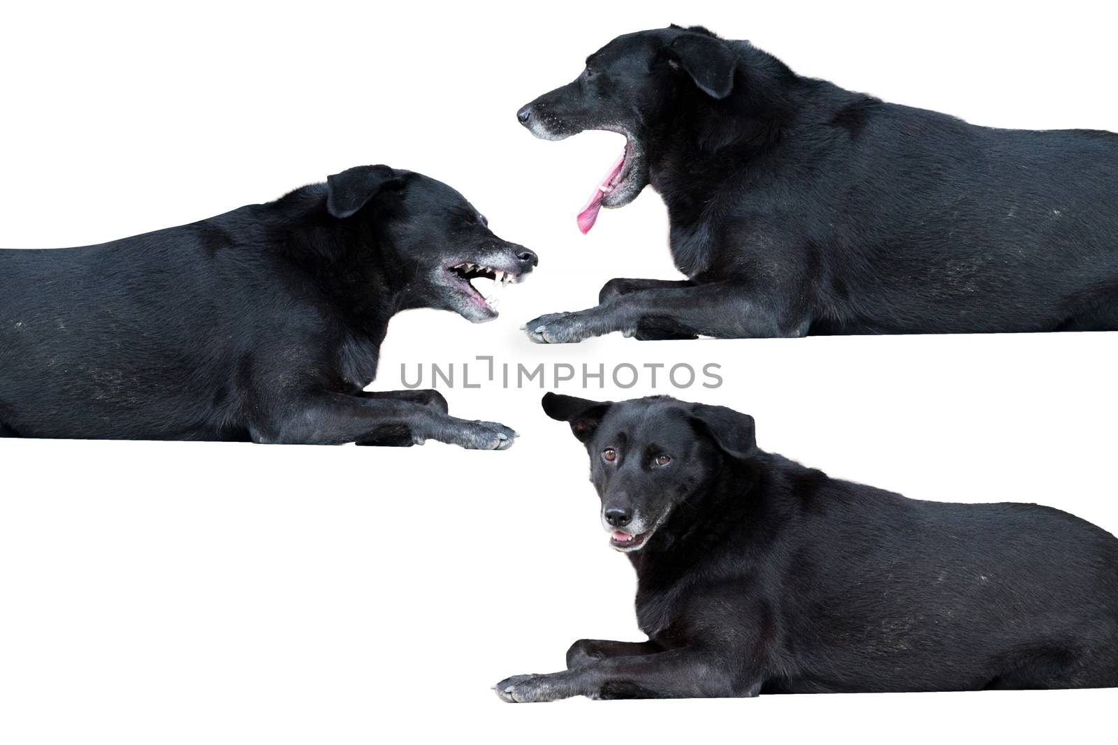 Black stray dogs are lying on a white background