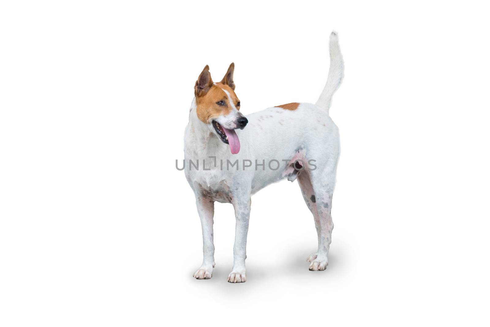 white-brown stray dog standing on white background