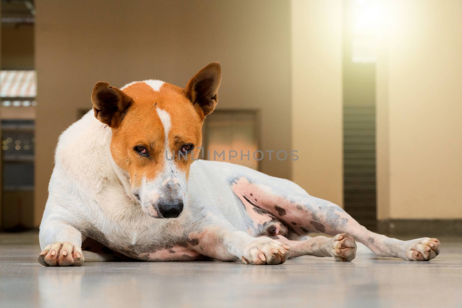 white-brown stray dog laying in the building