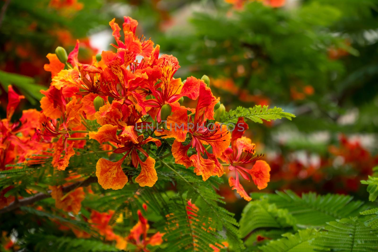 The Flame Tree by somesense