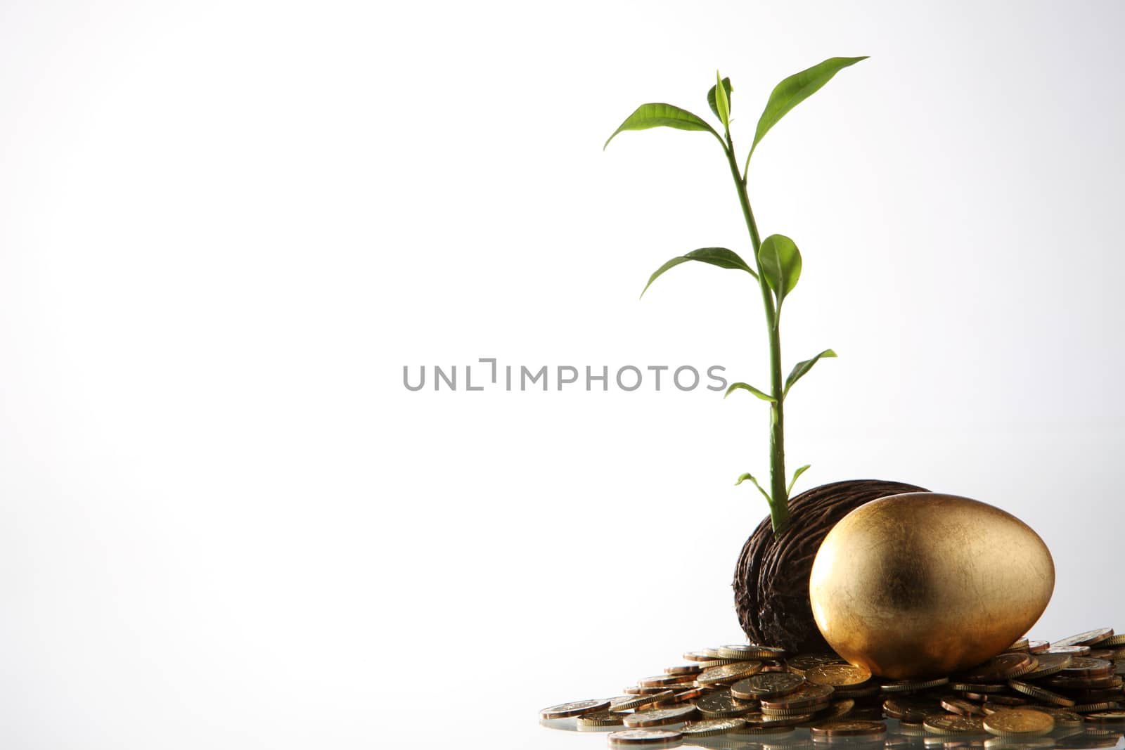 investment grow like a tree