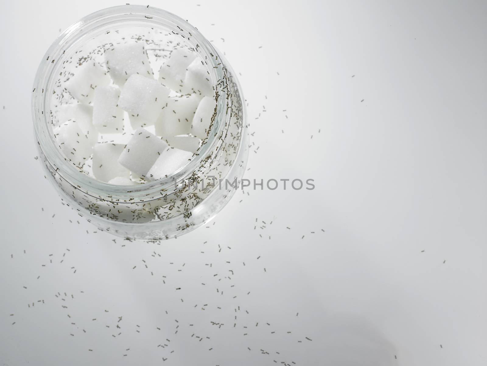 cube sugar surrounded by ants