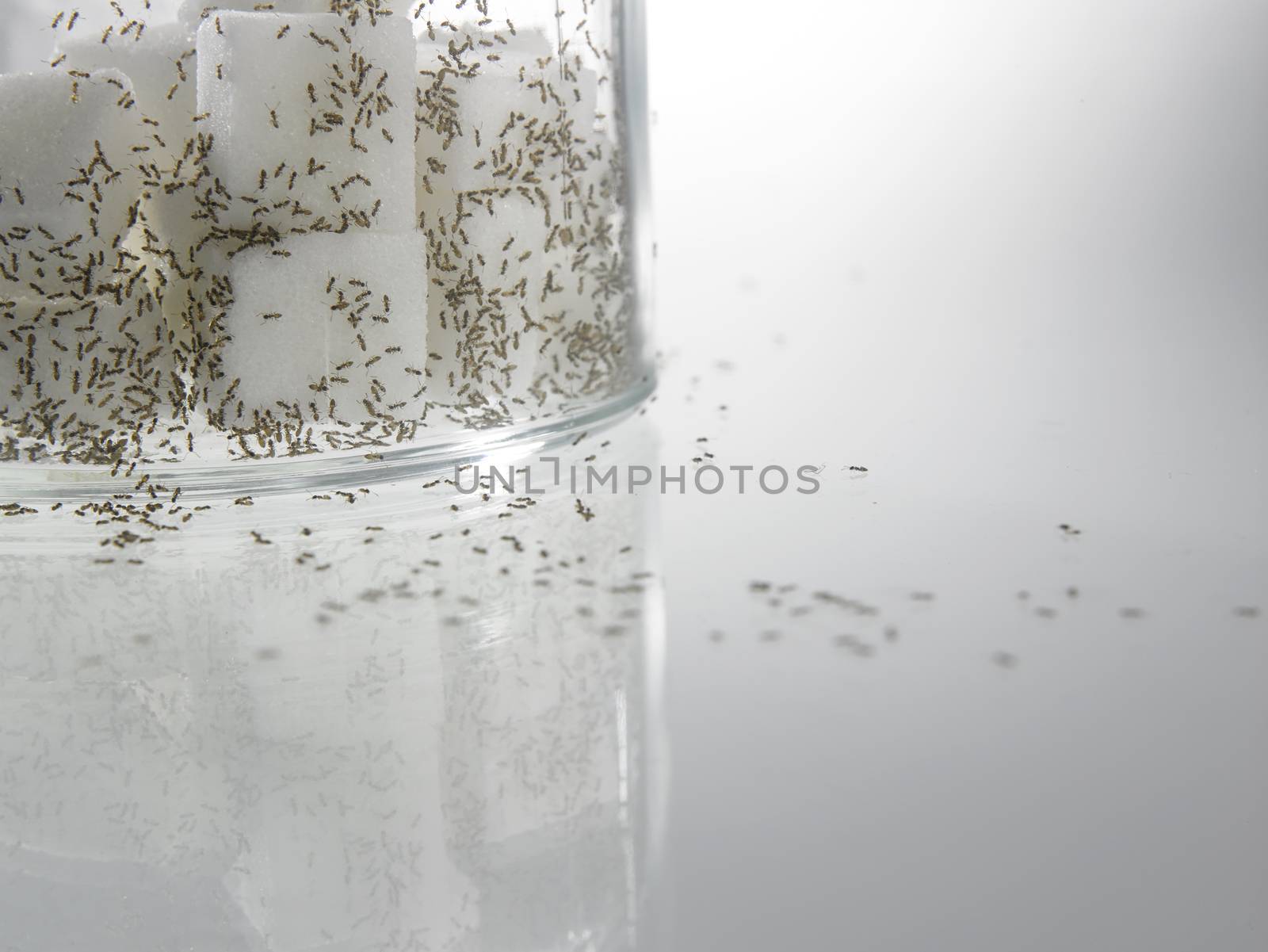 sugar with ants by eskaylim