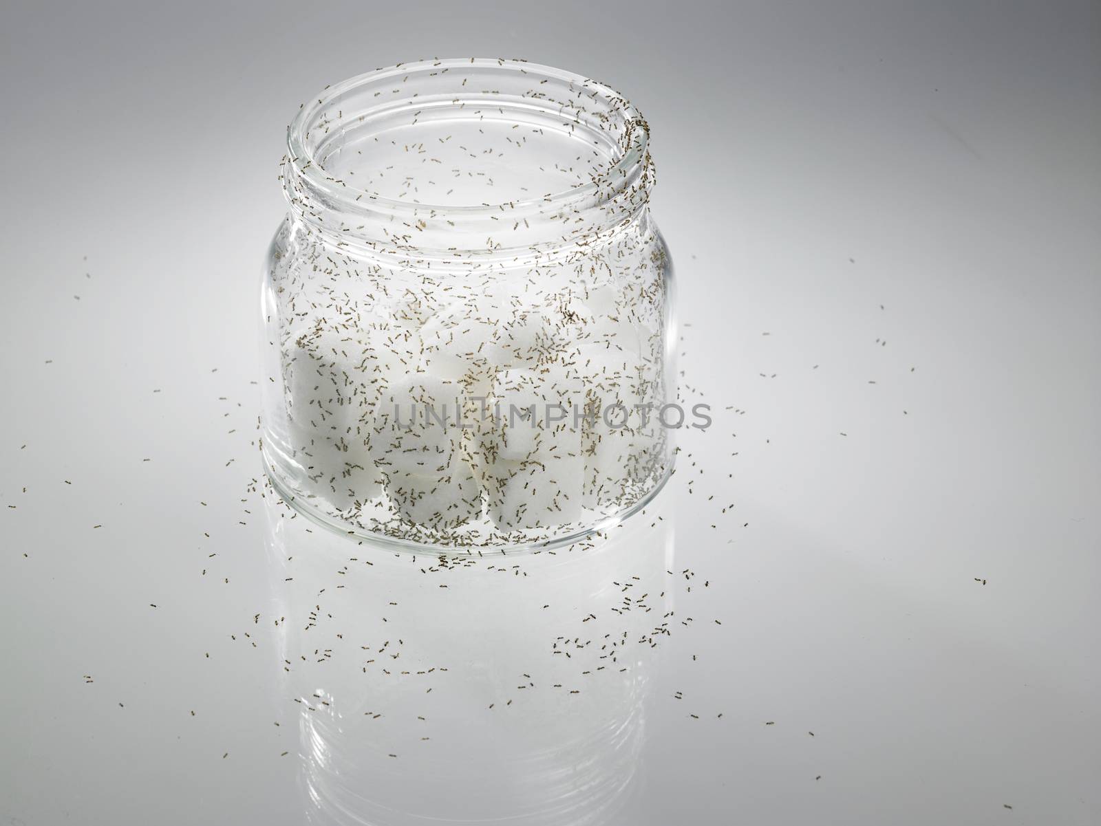 sugar with ants by eskaylim