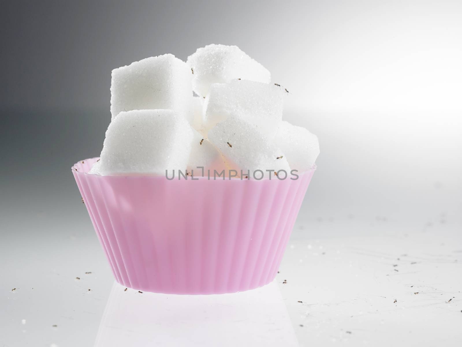 cube sugar in cup cake mold surrounded with ants