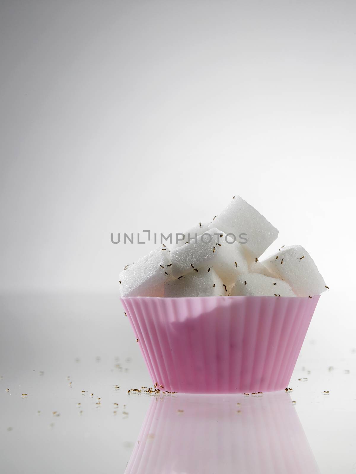 cube sugar in cup cake mold surrounded with ants