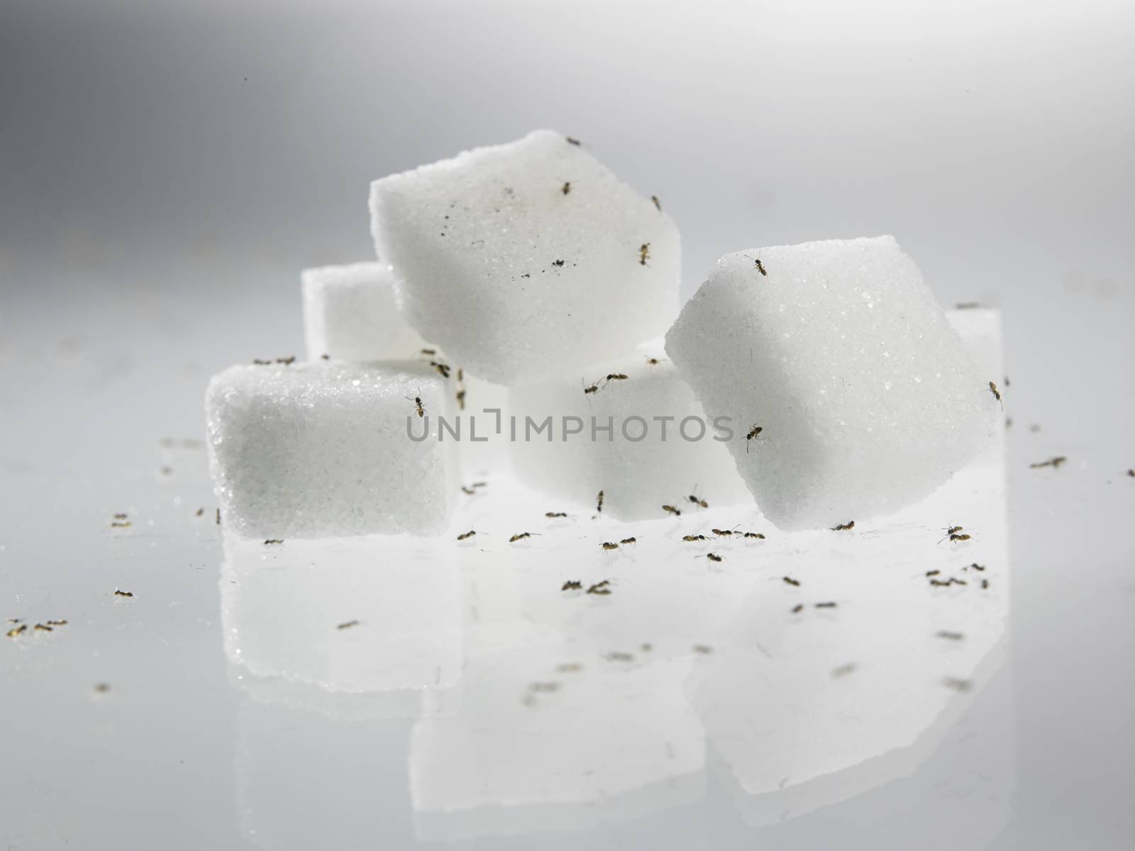 cube sugar surrounded by ants