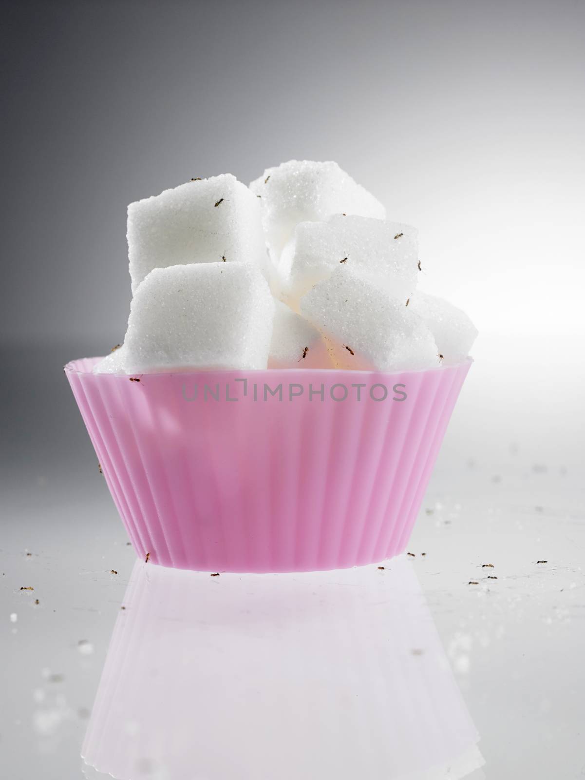 cube sugar in cup cake mold surrounded with ants