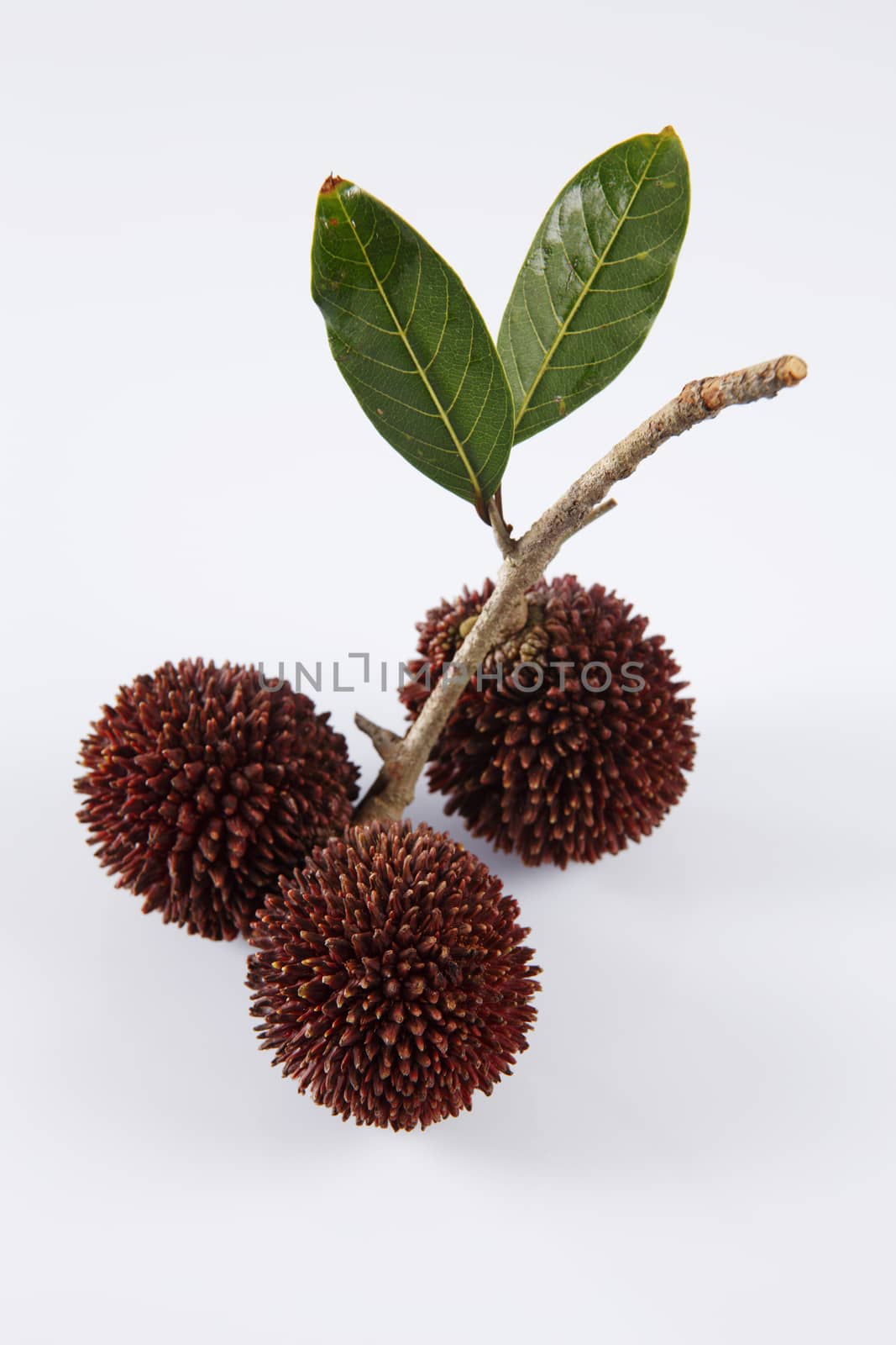 pulasan  thick skin or wild rambutan on the white background