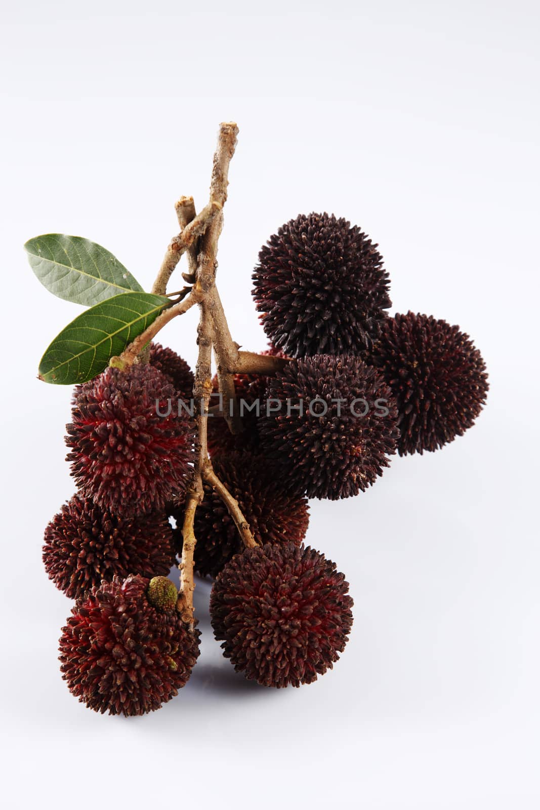 pulasan  thick skin or wild rambutan on the white background