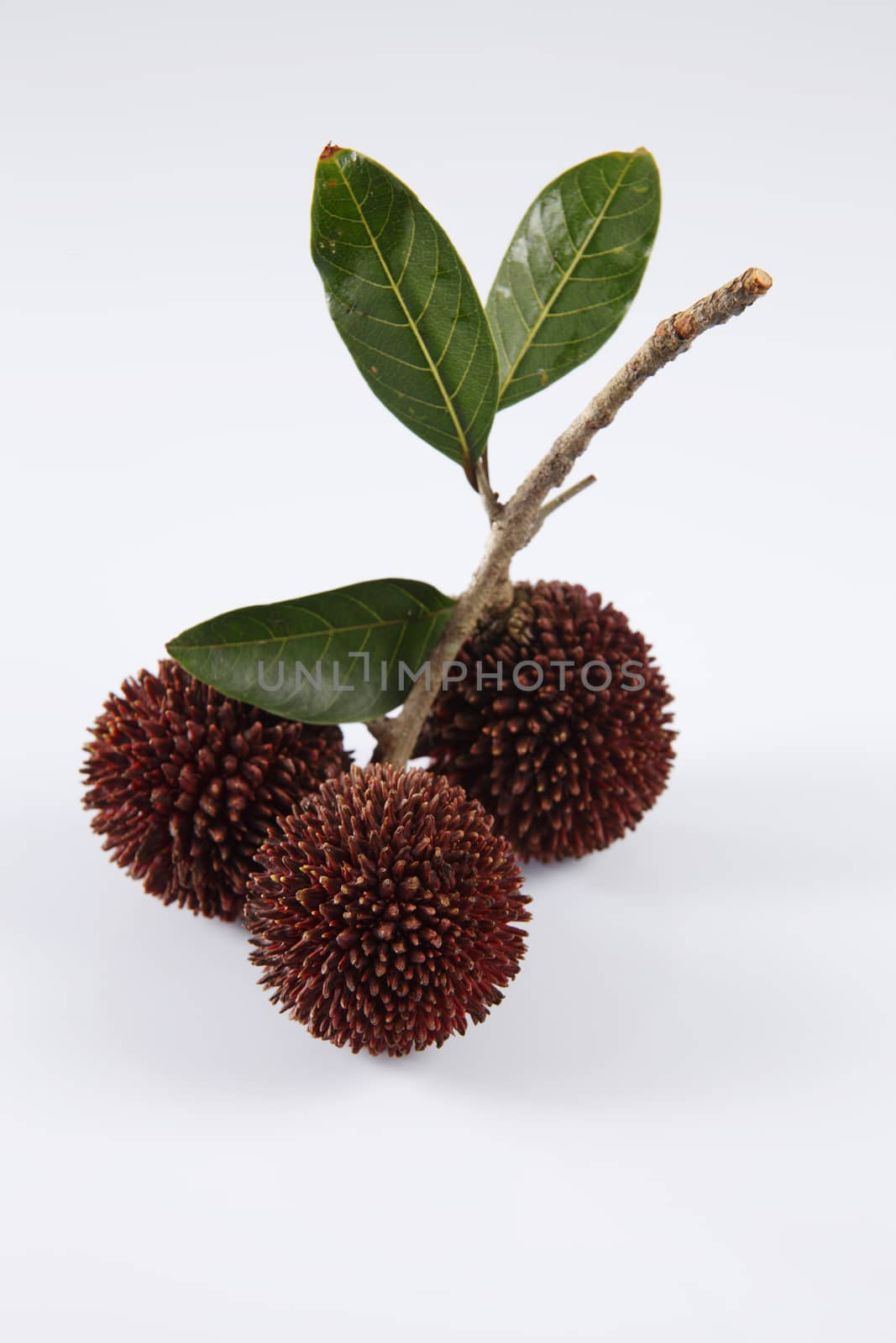 pulasan  thick skin or wild rambutan on the white background