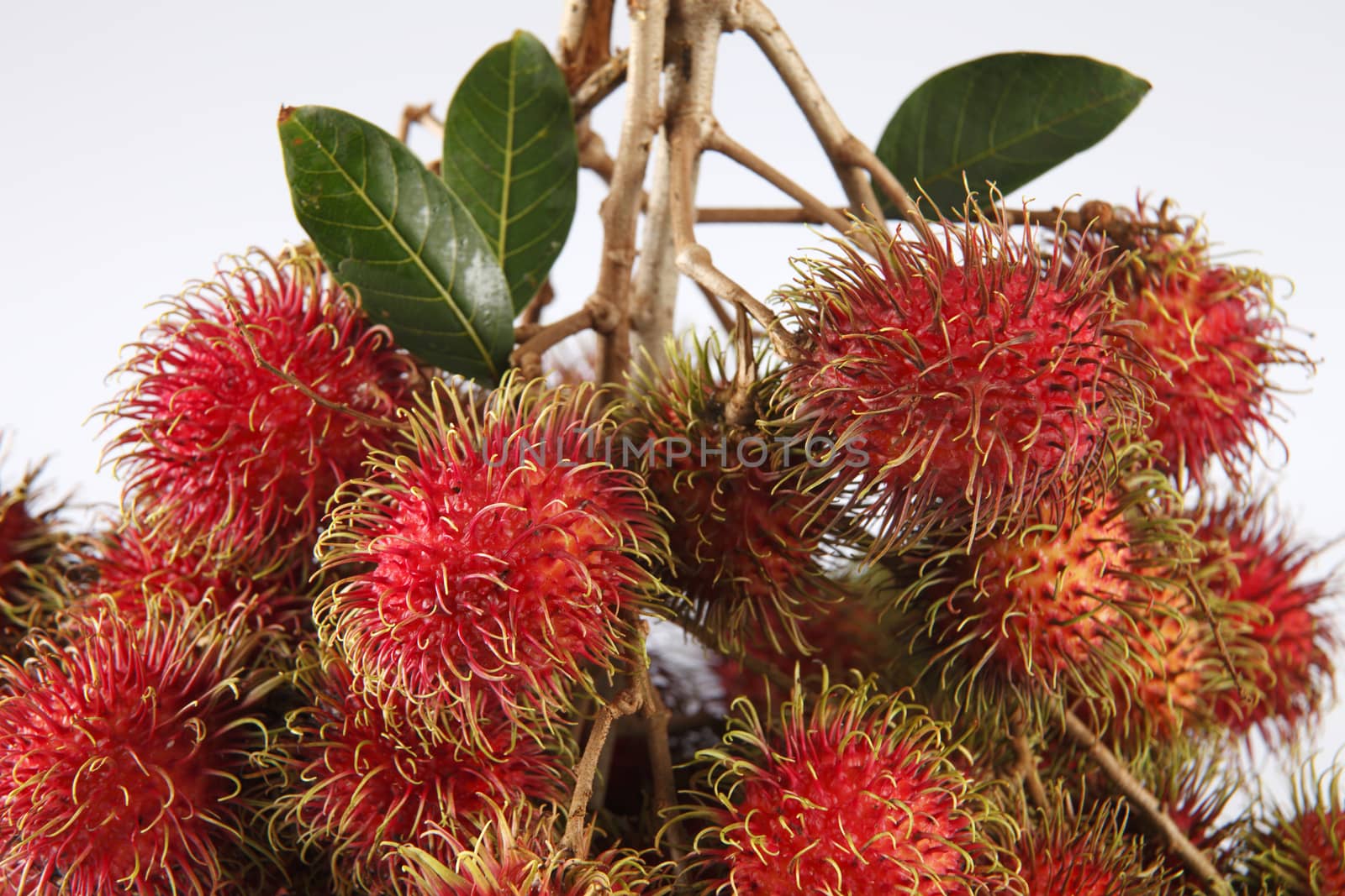 asian fruit rambutan on the plain background