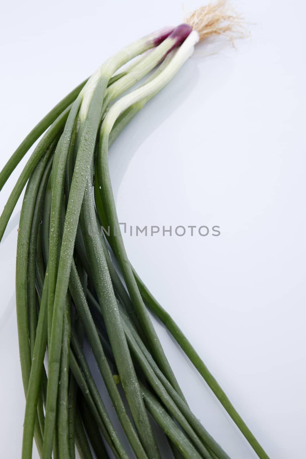spring onion by eskaylim