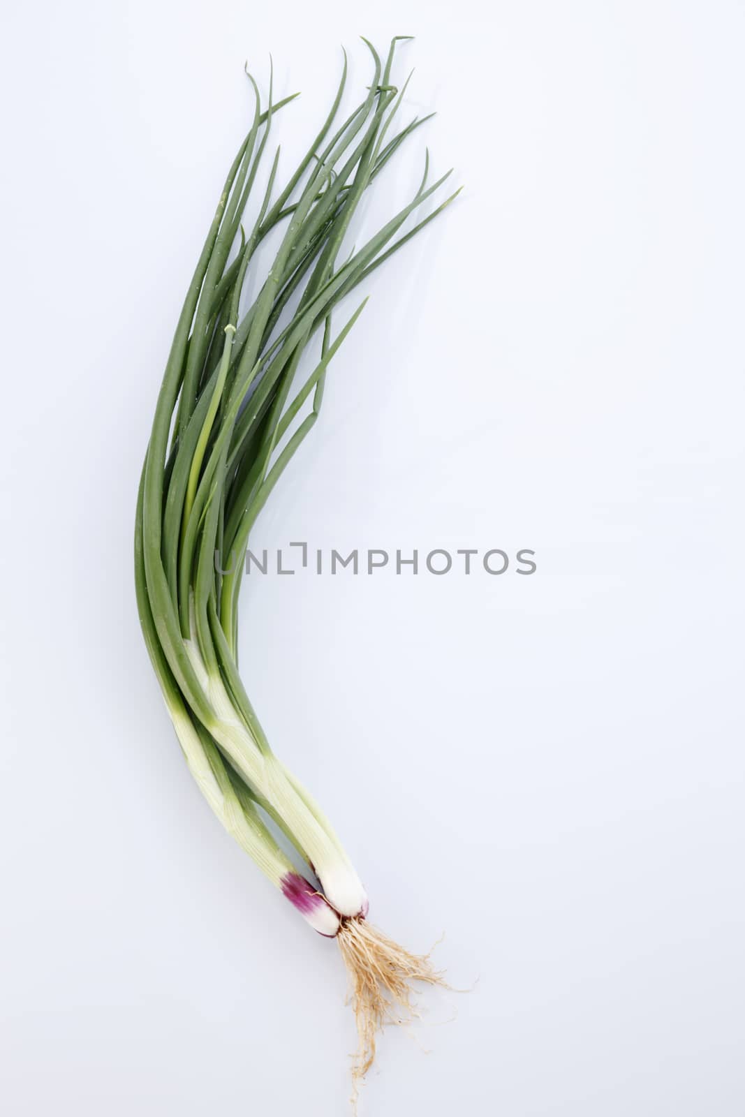 Spring Onions on White Background