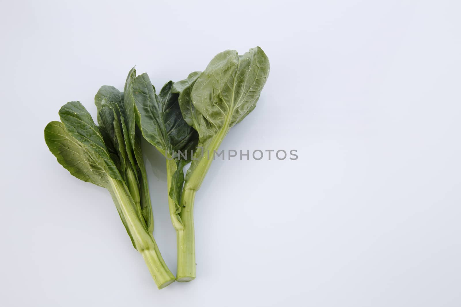 Chinese mustard green on white background