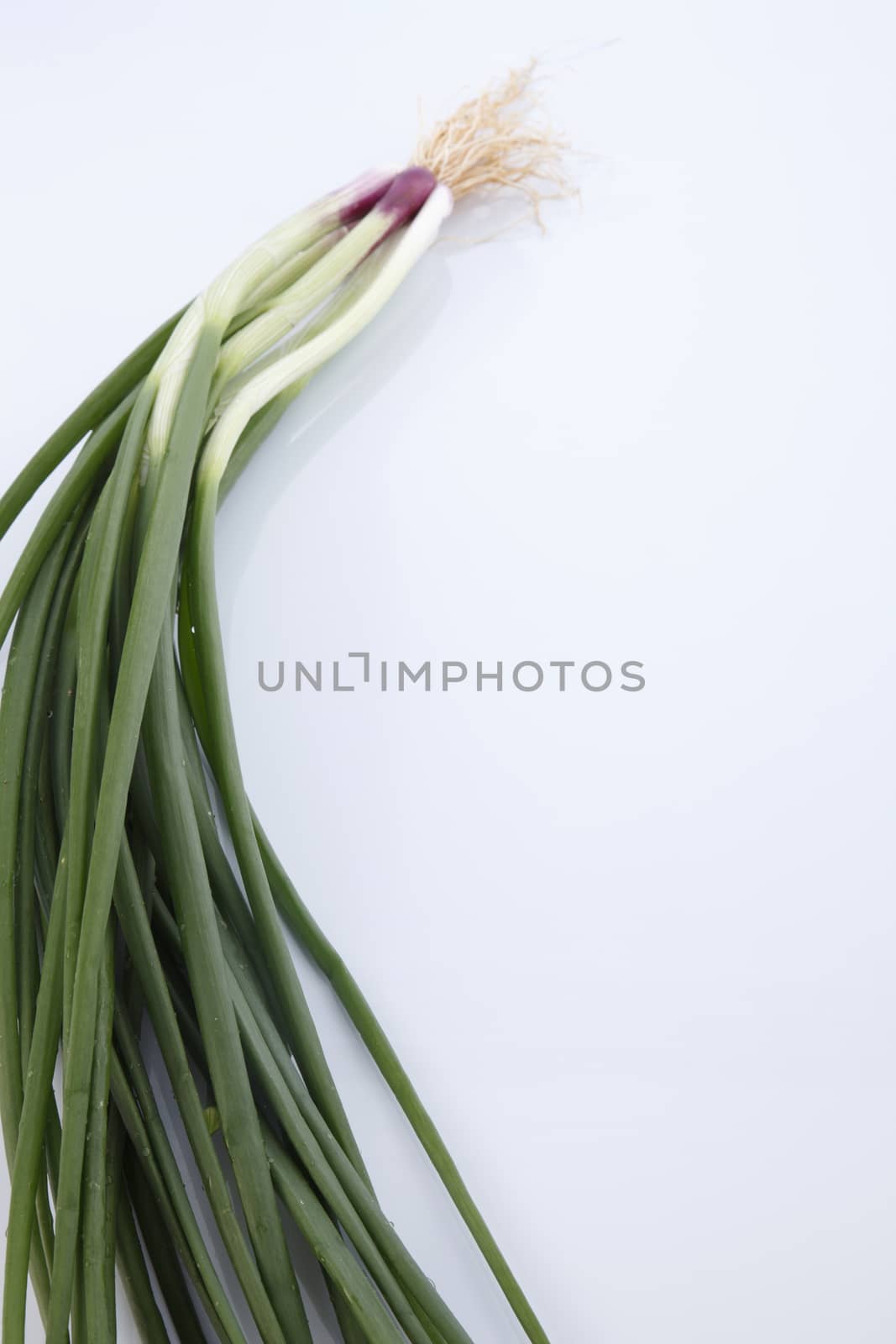 Spring Onions on White Background