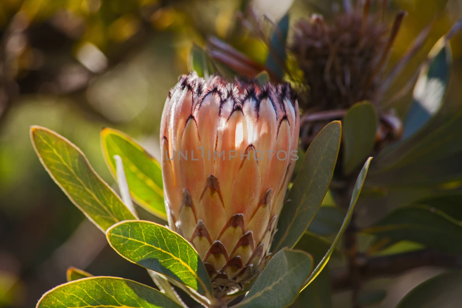 The Protea flower is not a flower, but a flower head or inflorescence, made up of many individual flowers grouped together on a rounded base or receptacle. What looks like the 'petals' of the protea 'flower' are modified leaves known as floral or involucral bracts.