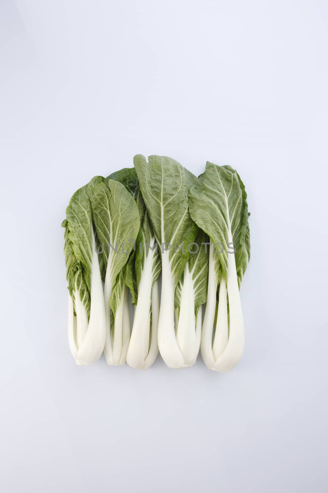 pak choy (chinese cabbage) isolated on white