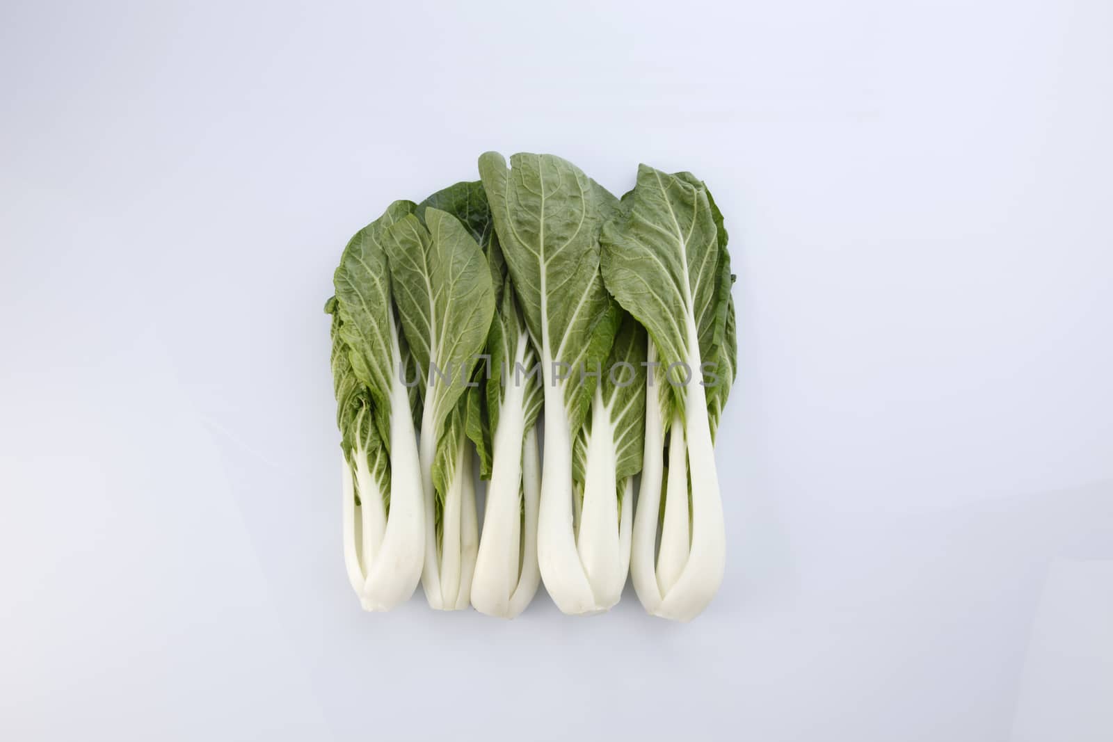 pak choy (chinese cabbage) isolated on white