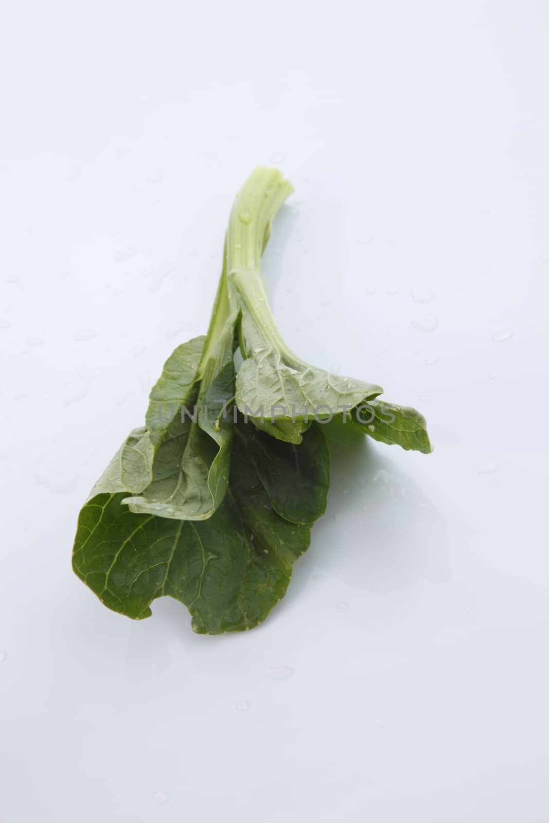 Chinese mustard green on white background