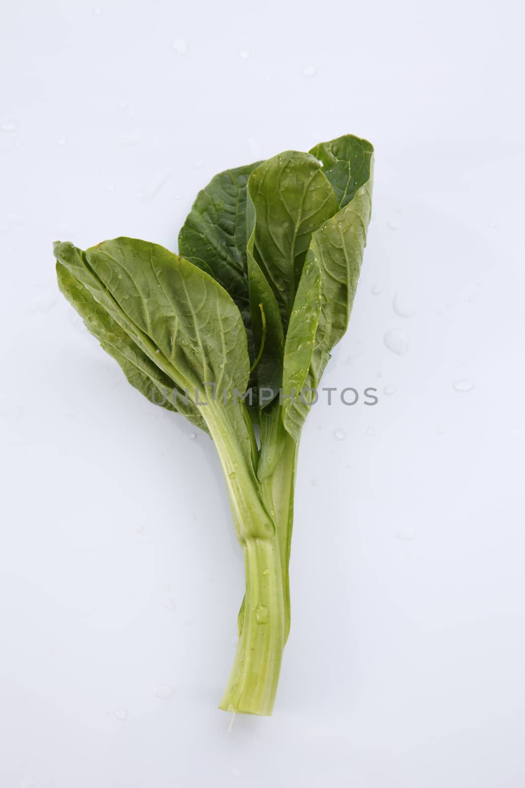 Chinese mustard green on white background