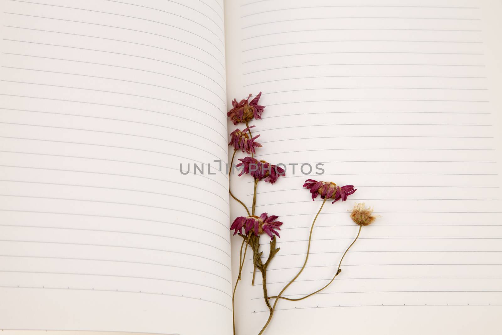 dry daisy flower used as bookmark 