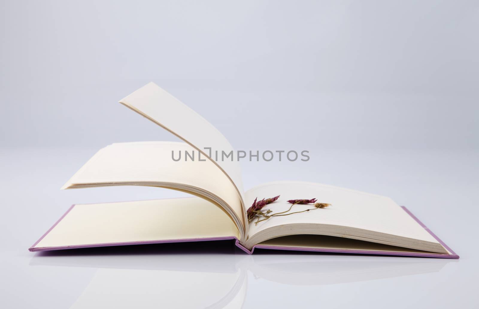 dry daisy flower used as bookmark 