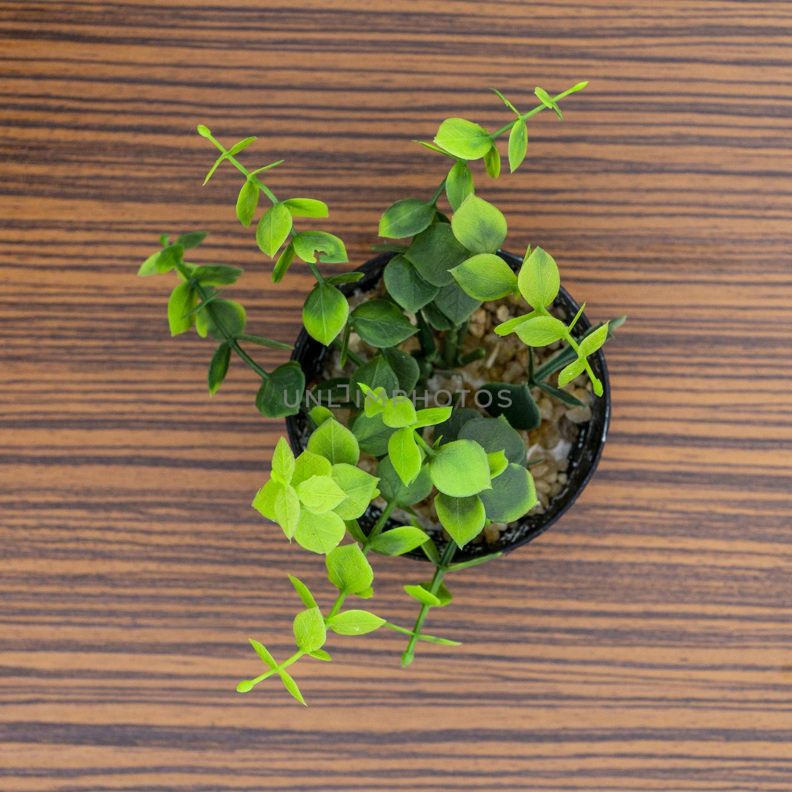 Green potted plants for decoration isolated on a brown zebra wood table