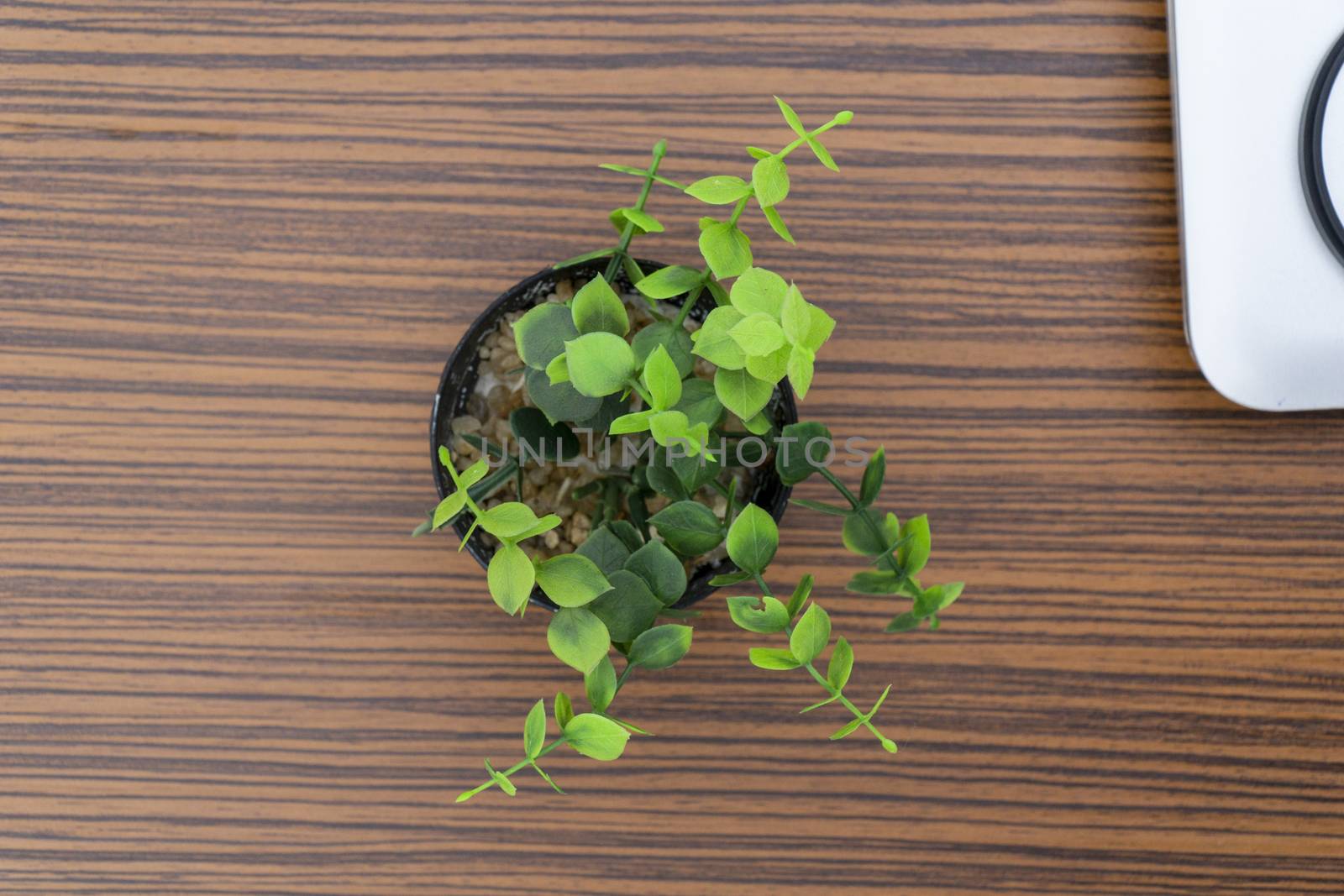 Green potted plants for decoration isolated on a brown zebra wood table