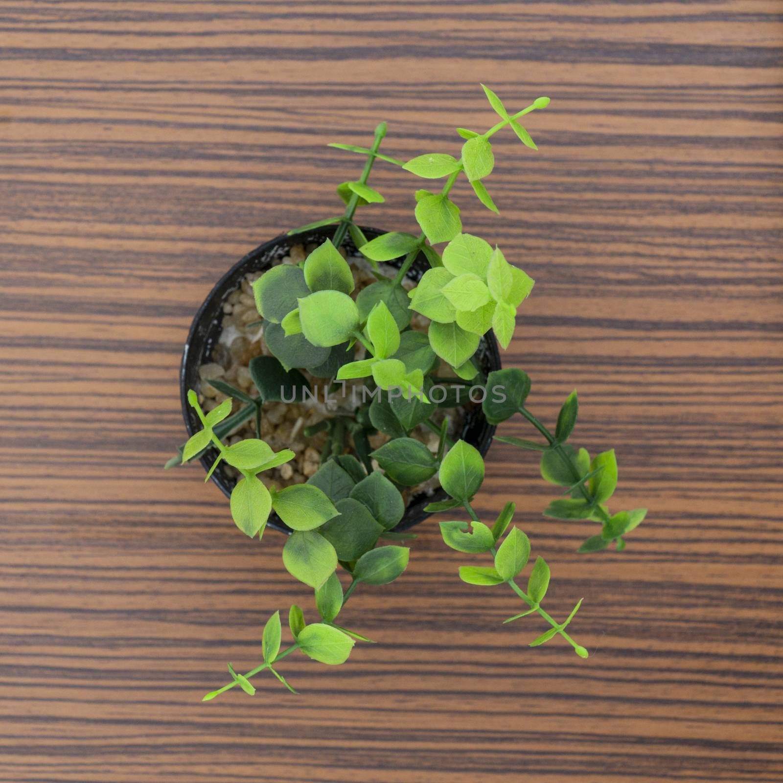 Green potted plants for decoration isolated on a brown zebra wood table by sonandonures