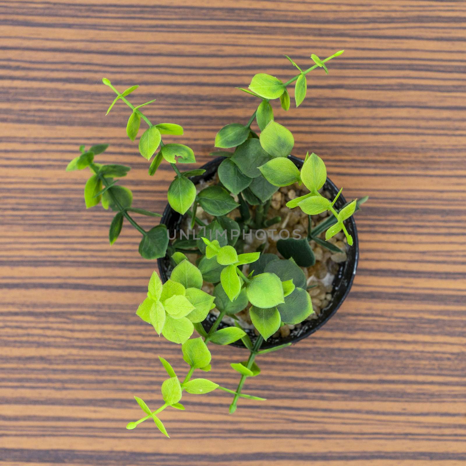 Green potted plants for decoration isolated on a brown zebra wood table by sonandonures