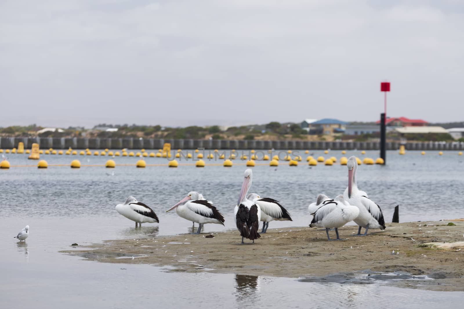 A flock of pelicans sitting on the side of a large estuary by WittkePhotos