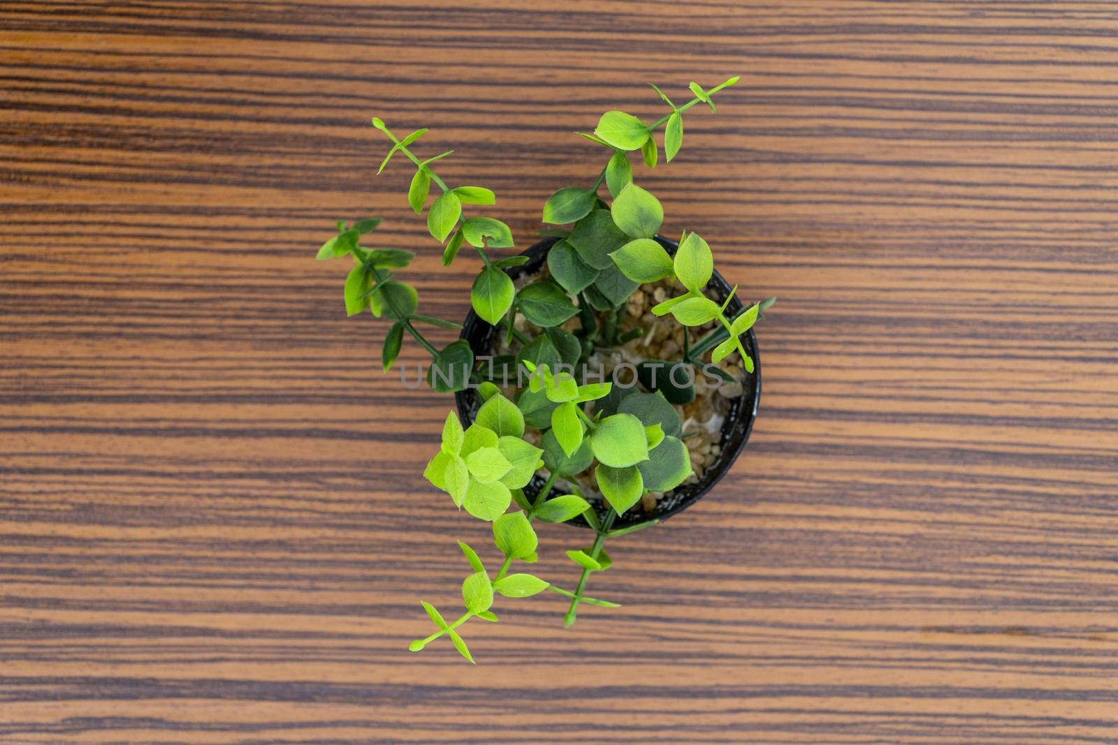 Green potted plants for decoration isolated on a brown zebra wood table