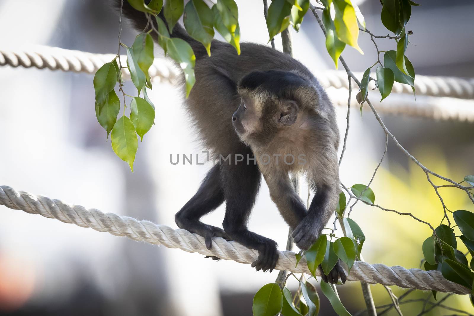 A Tufted Capuchin monkey walking on a rope in the sunshine by WittkePhotos