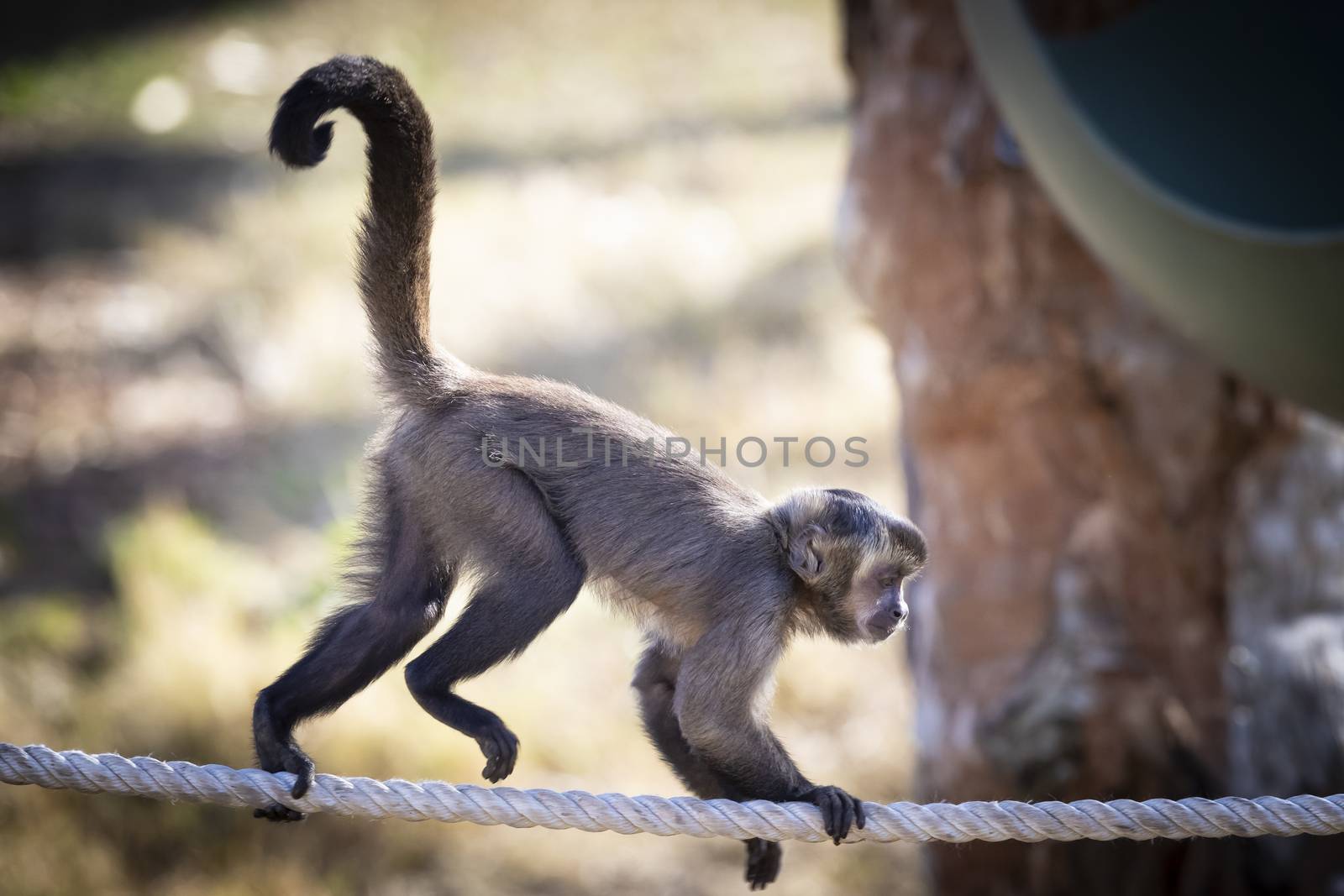 A Tufted Capuchin monkey walking on a rope in the sunshine by WittkePhotos