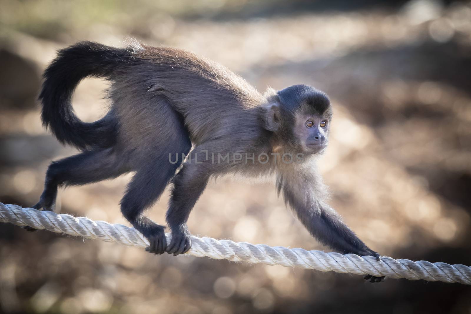 A Tufted Capuchin monkey walking on a rope in the sunshine by WittkePhotos