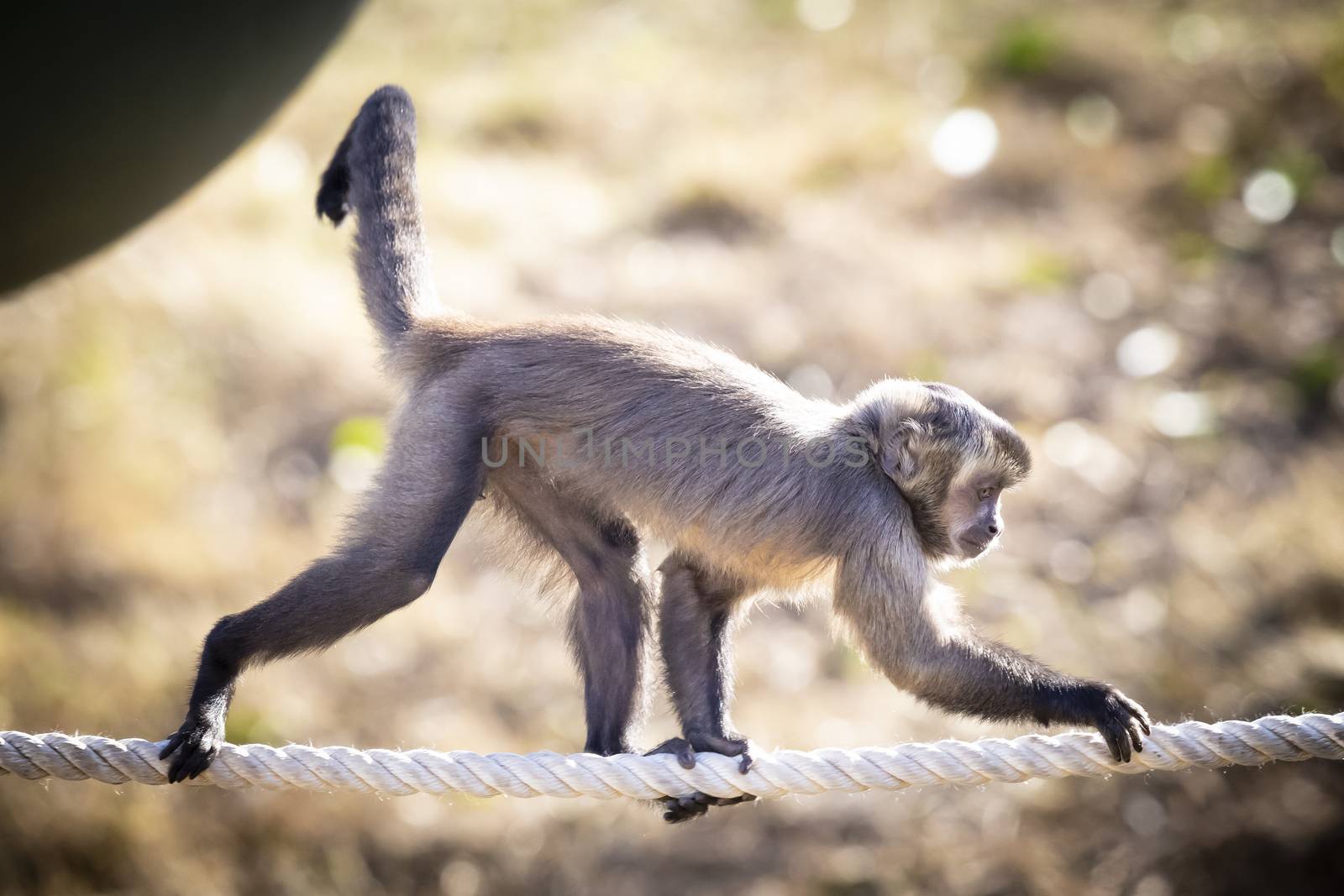 A Tufted Capuchin monkey walking on a rope in the sunshine