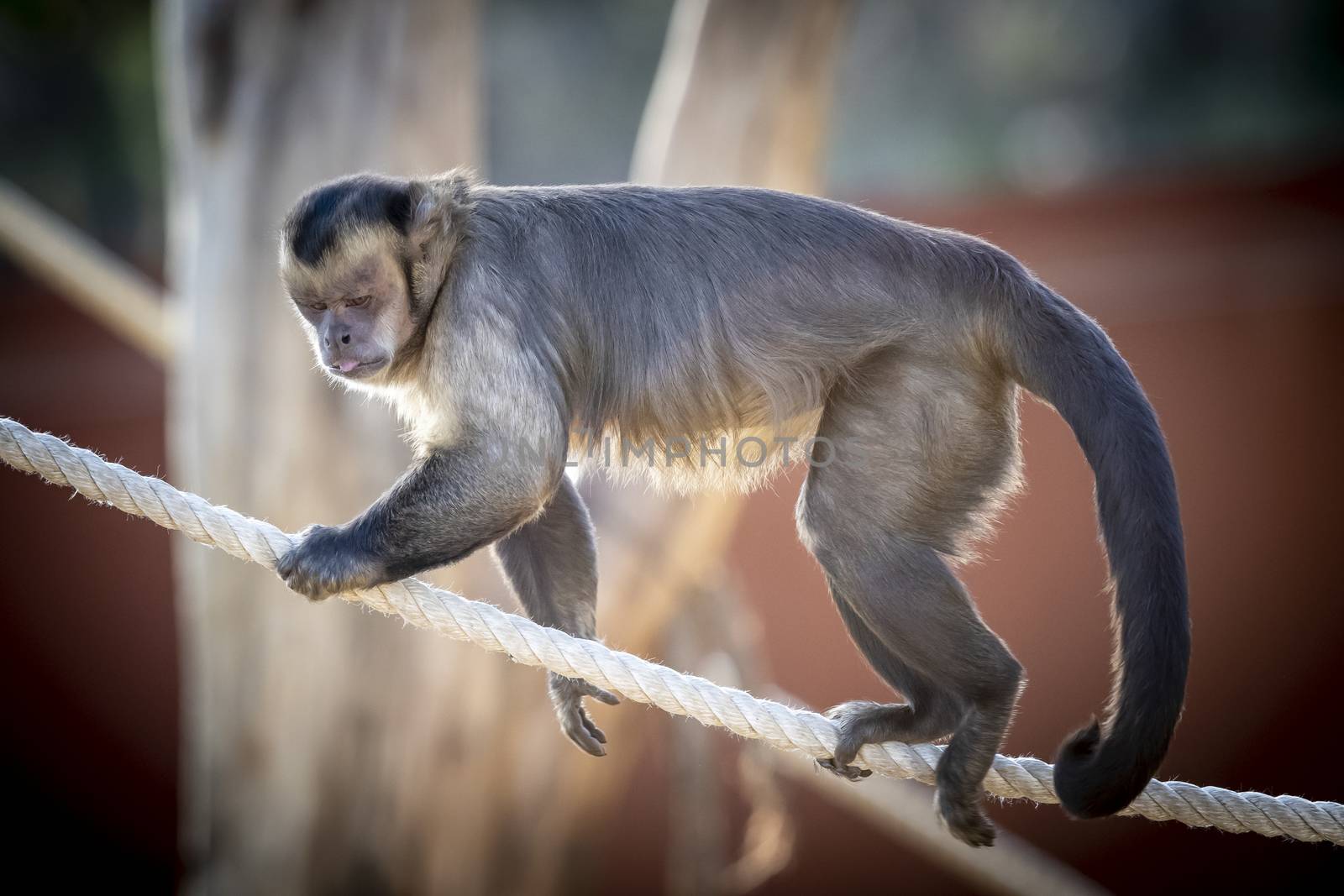 A Tufted Capuchin monkey walking on a rope in the sunshine