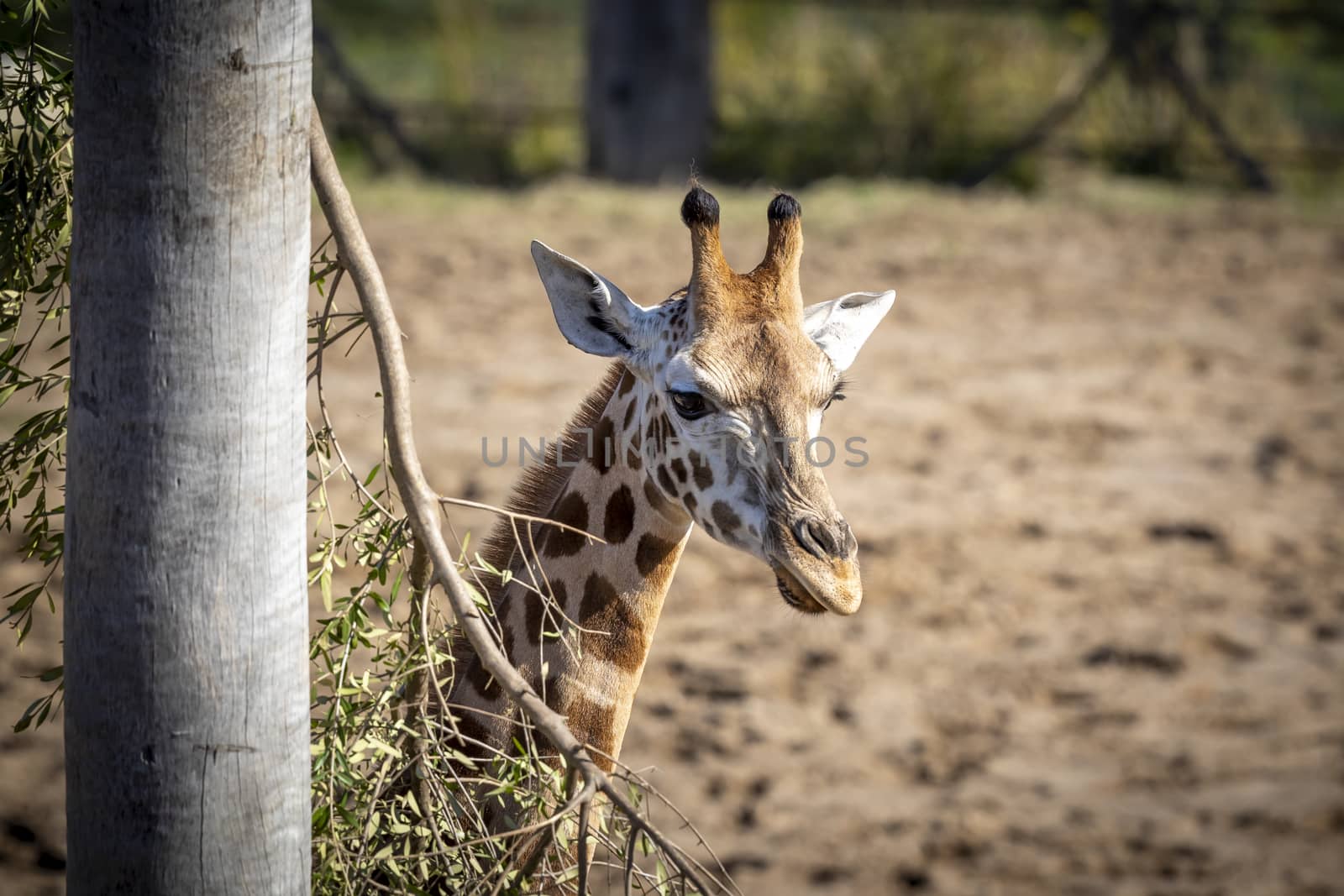 A young Giraffe eating leaves in a field in the sunshine