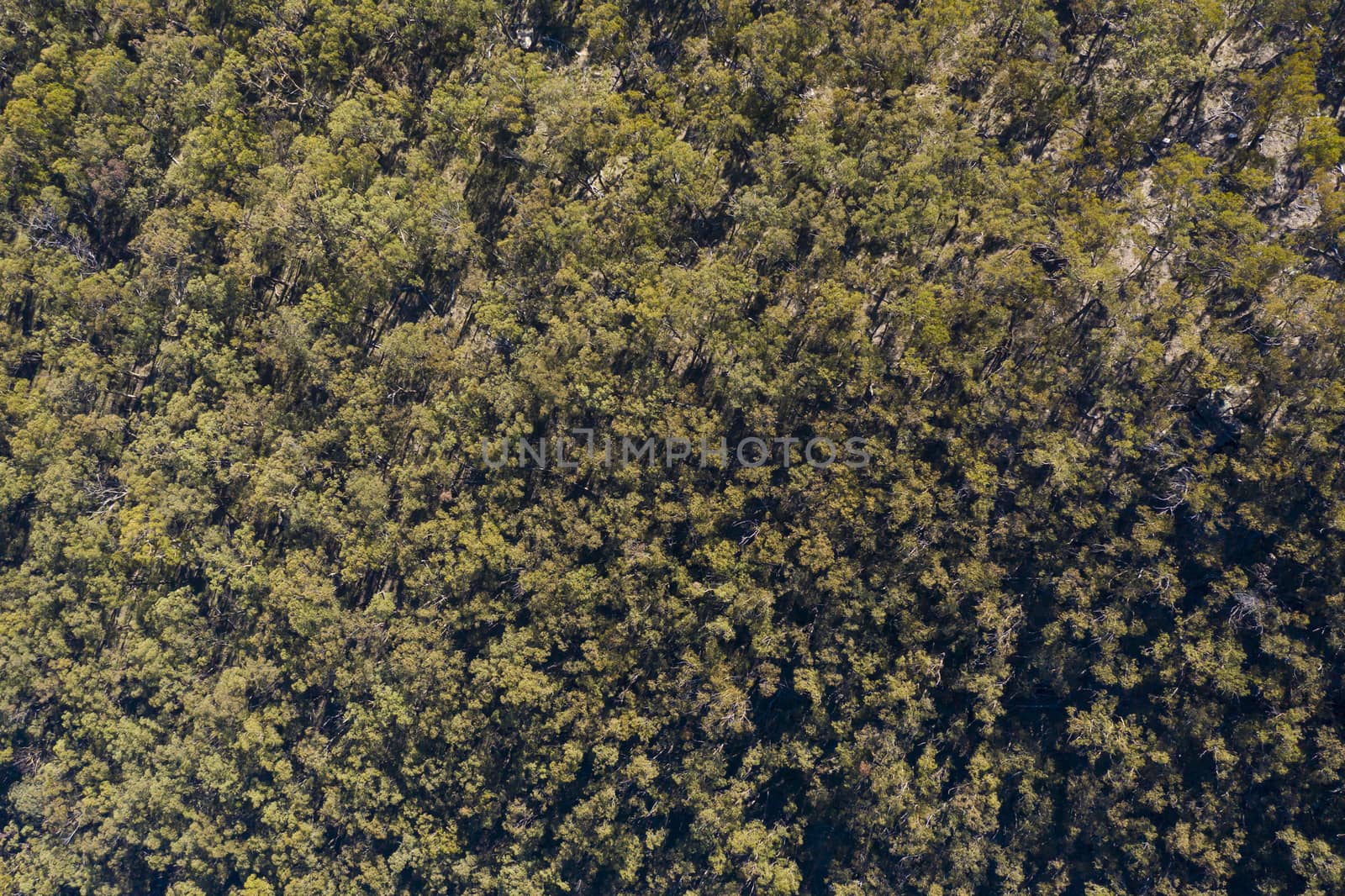 Aerial view of a tree canopy in The Blue Mountains in New South Wales in Australia