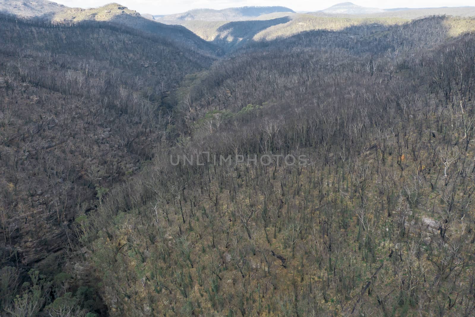 Aerial view of forest regeneration after severe bushfires in The Blue Mountains in Australia