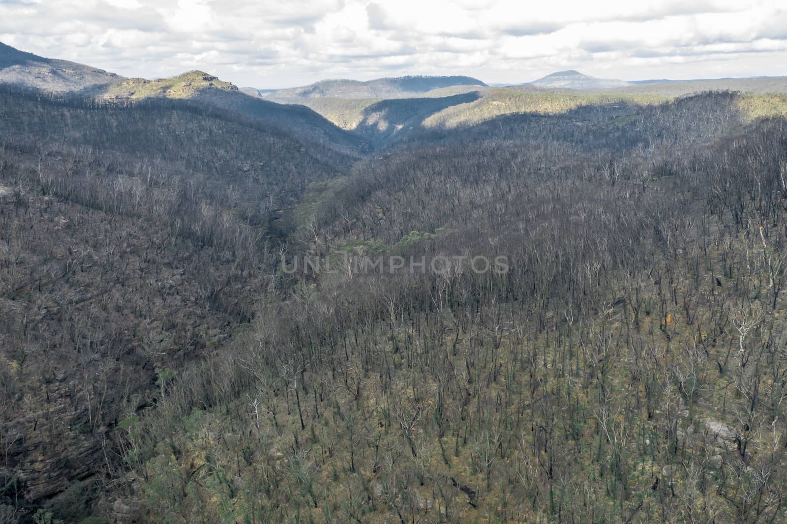 Aerial view of forest regeneration after severe bushfires in Australia by WittkePhotos