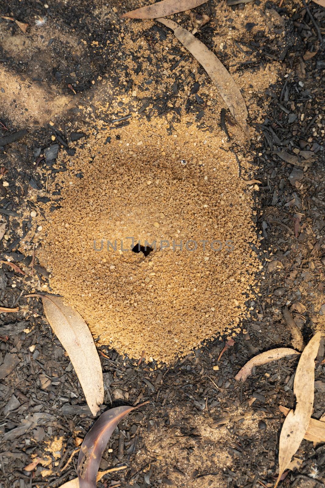 An ants nest on a dirt road after a bushfire in The Blue Mountains