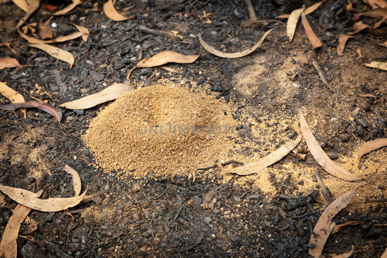 An ants nest on a dirt road after a bushfire in The Blue Mountains by WittkePhotos