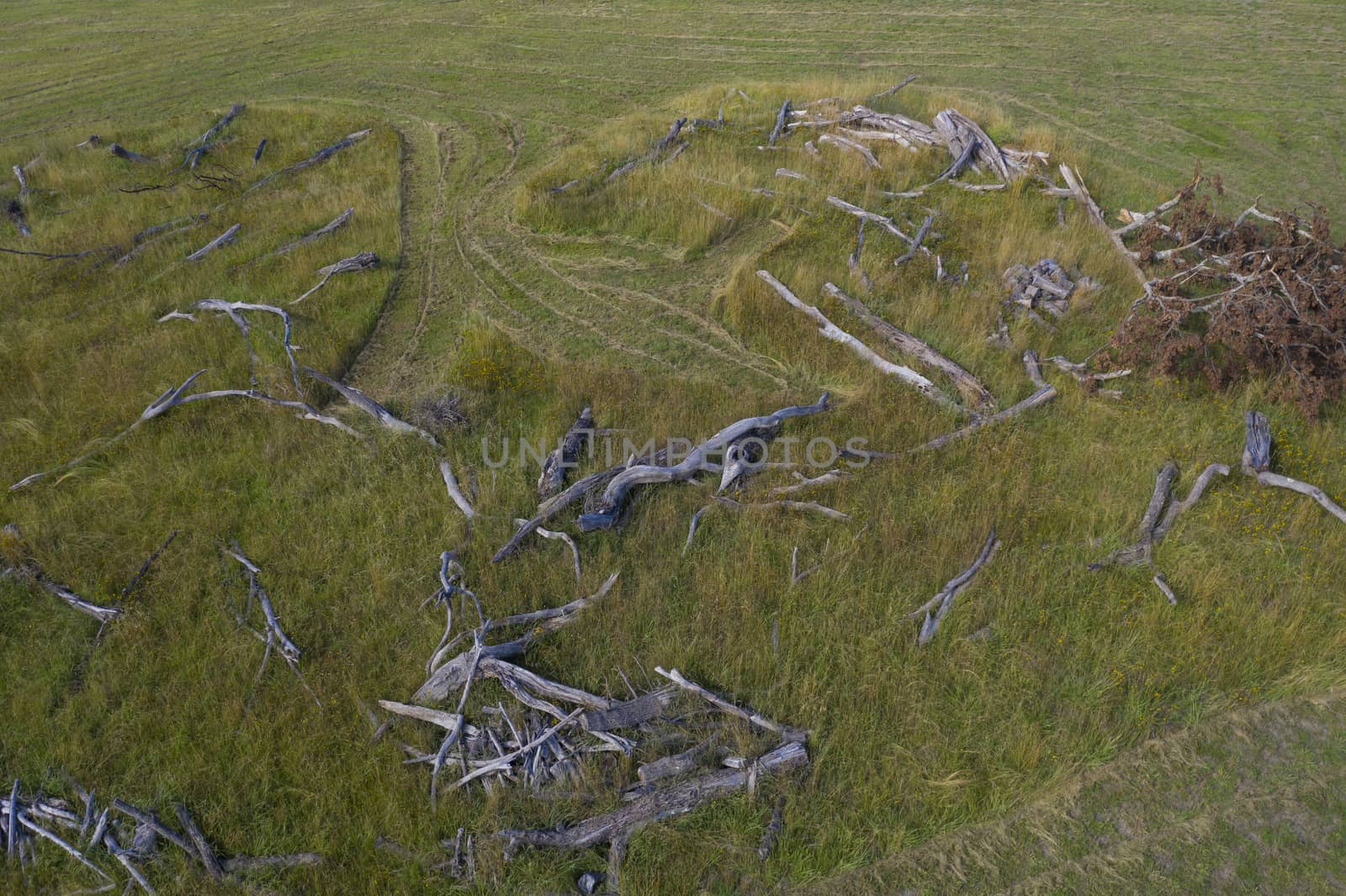 An arrangement of dead tree branches in a field by WittkePhotos