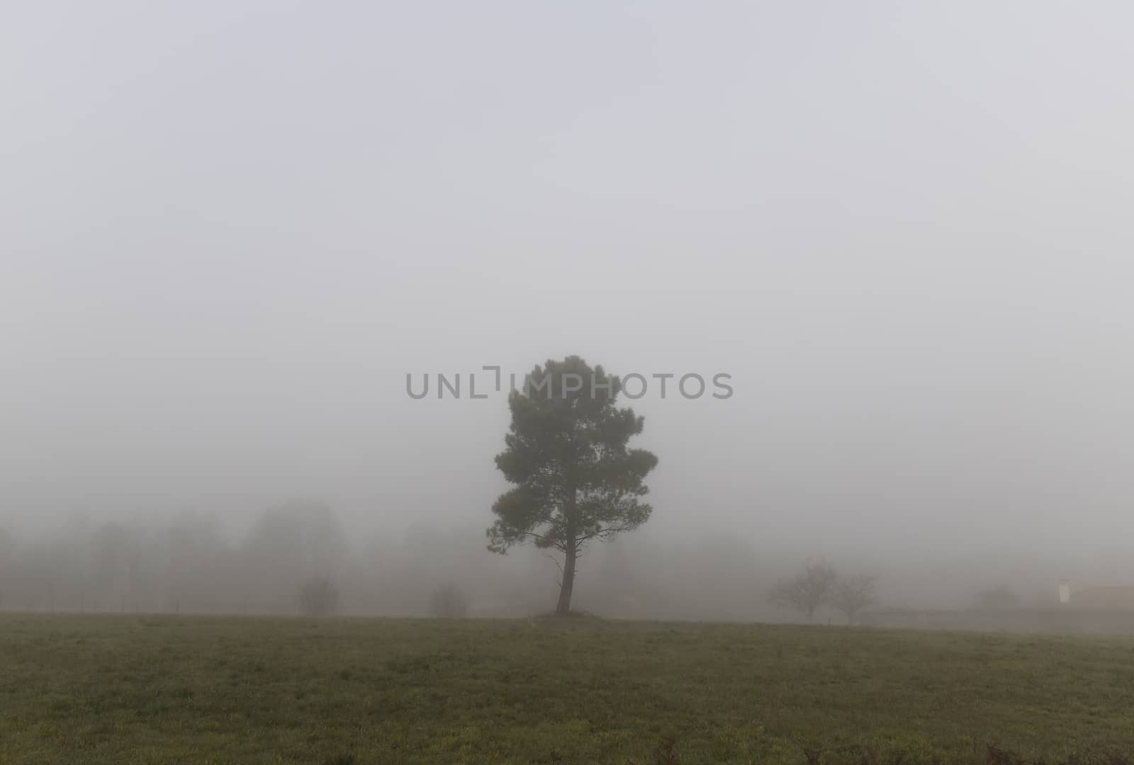 Lonely tree in a field on a foggy morning