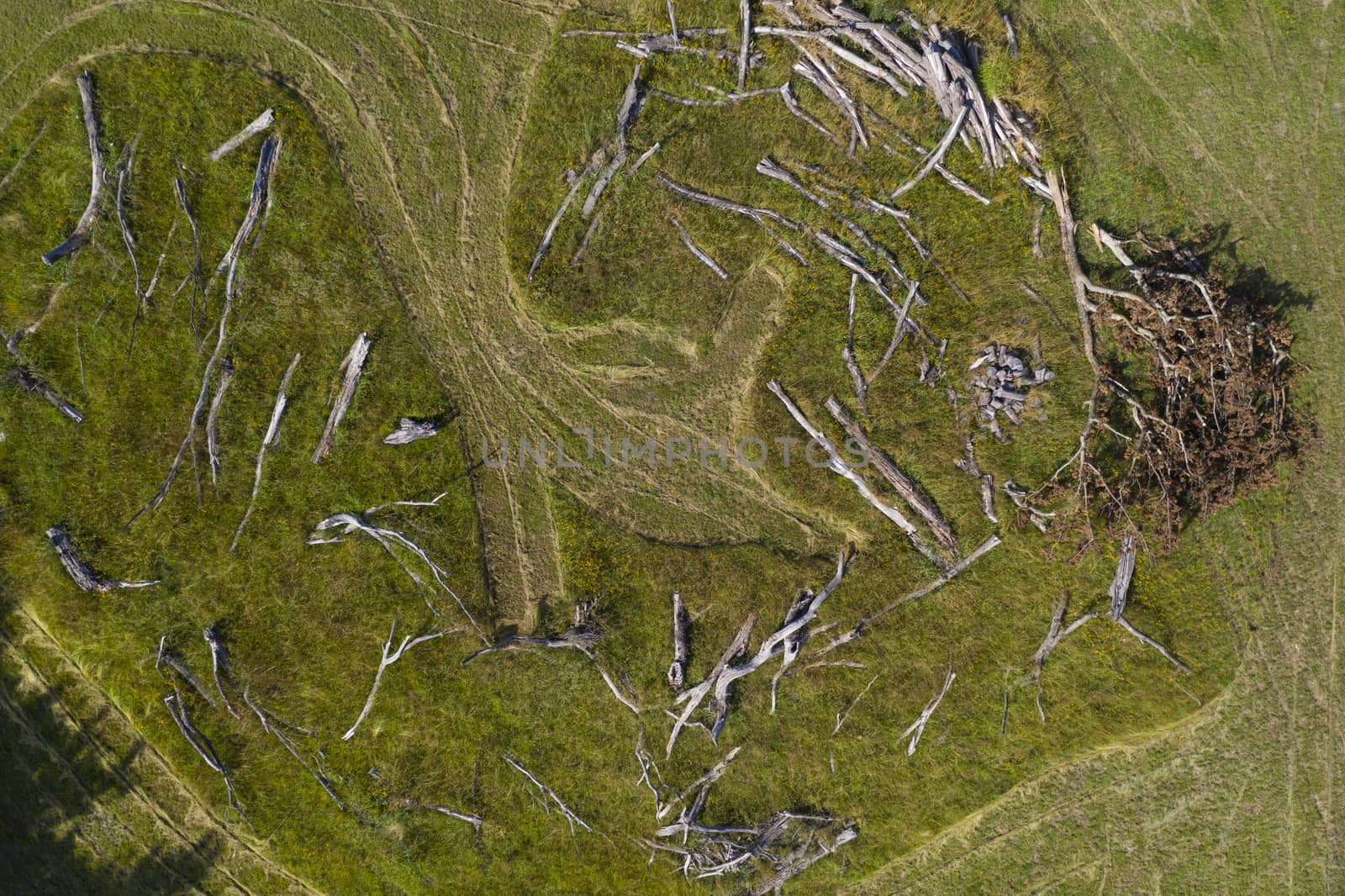 An arrangement of dead tree branches in a field by WittkePhotos